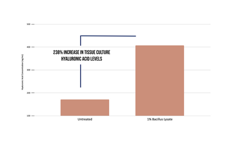THE EFFECT OF BACILLUS LYSATE ON HYLAURONIC ACID